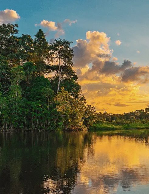 The Amazon Rainforest